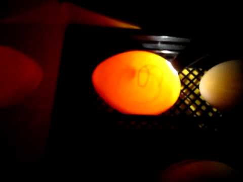 how to fertilized duck eggs