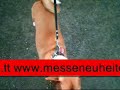 Basenjis in Reichshof-Eckenhagen