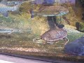 Muskie - Duluth Aquarium