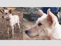 PresenciaAnimal / Antes y Despues