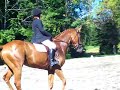Kath & Horse Dressage King Oak Fall 2008 Kath & Horse Dressage King Oak Fall 2008