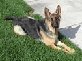 My Favorite Dog Breeds My Favorite Dog Breeds