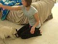 Alex vs pugs