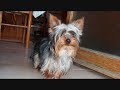 Meridio Teramo \"Spruzzy\".wmv