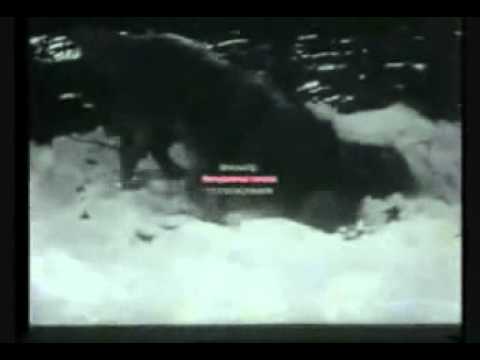 Kurt vs Kangal - ÇOBAN KÖPEĞİ VS KURT 1960.