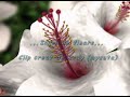 inger de floare