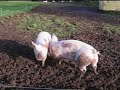 Pigs...running...Vrije varkentjes ! Pigs...running...Vrije varkentjes !