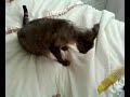 my devon rex cat called hollie my devon rex cat called hollie