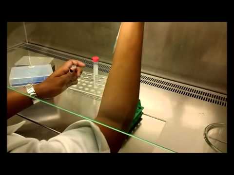 how to collect arabidopsis seeds