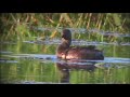 Least Grebe Least Grebe