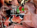 piKena - Guitarrada - carimb� coBra coral