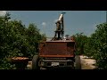 Click here to watch this video Florida Orange Juice: From the Grove to Your Glass