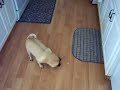 Eat hot laser!