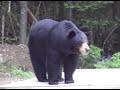 black-bear-sow.html