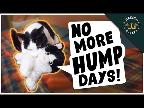 Why Do Cats Hump?