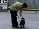 My Border collie on puppytraining