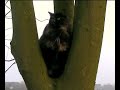 Moos the cat Moos the cat