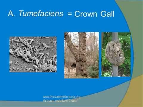 how to isolate agrobacterium tumefaciens
