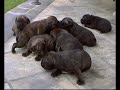 I magnifici 9 cuccioli di Quest&Kiss (Staffordshire)