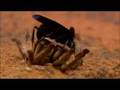 Wasp Killing a Baboon Spider