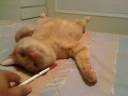 Lazy Corey biting a pen