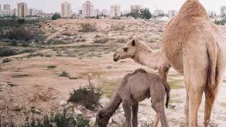 BEER SHEVA - ISRAEL