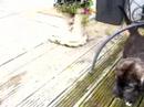 Irish Wolfhound Puppies 5 weeks old