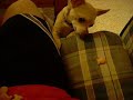 Halarious Chihuahua wants goldfish!