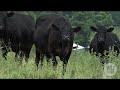 The Cost of Corn-Fed Cattle The Cost of Corn-Fed Cattle