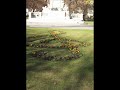 Fr�hlingsstimmen - Johann Strauss II