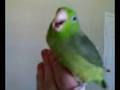 parrotlet