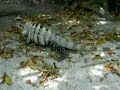 BIG iguana in Cozumel