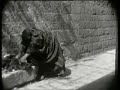 Palestinian girl gives demonstration of traditional dress Palestinian girl gives demonstration of traditional dress