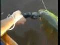 Pesca de Dorados en Puerto Yeruá