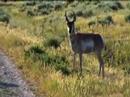 Pronghorn bucks in the Tetons