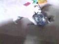 Crazy Animal Wrestling