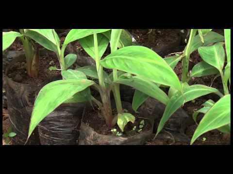 TECHNIQUE DU PIF (PLANTS ISSUS DE FRAGMENTS DE TIGE)