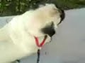Otis the Dog! Part 1 Otis the Dog! Part 1