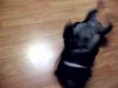 molly