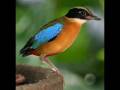Exotic birds
