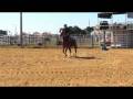 videos de Sand Cay Farm, Joe Sugar Daddy, AQHA Long Yearling gelding, RIDING SUPER