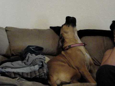 bull mastiff