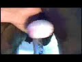 vemos como una dama se entretiene un domingo por la tarde en castrar machos toros