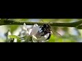 Perfect take off tree bumblebee!
