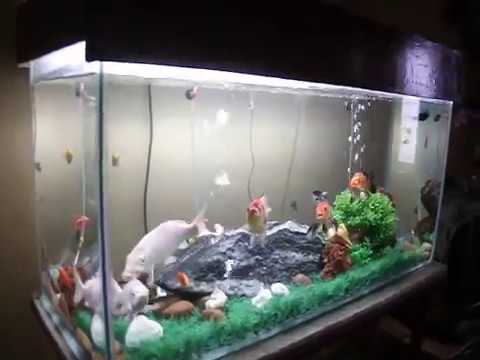 how to grow koi fish