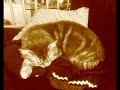 かわいい猫動画