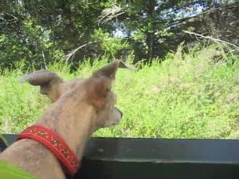 how to train whippets