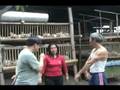 Mr & Mrs Fauni Broiler testi b4 and after part 2