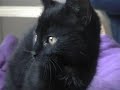 Little black kitten Pino