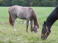 videos de Vollblutaraber - Araberhof Hohenlupfen